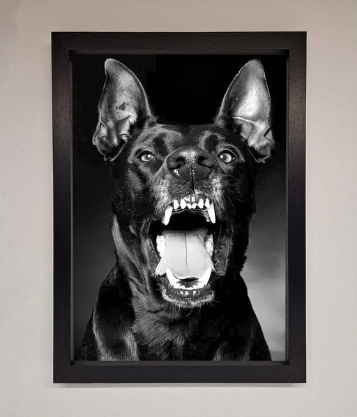 Angry Doberman Dog Framed Wall Art - Hi Society
