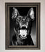 Angry Doberman Dog Framed Wall Art - Hi Society