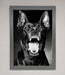 Angry Doberman Dog Framed Wall Art - Hi Society