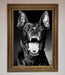 Angry Doberman Dog Framed Wall Art - Hi Society