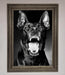 Angry Doberman Dog Framed Wall Art - Hi Society