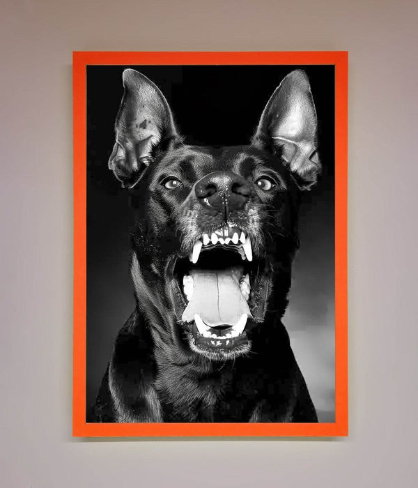 Angry Doberman Dog Framed Wall Art - Hi Society