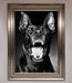 Angry Doberman Dog Framed Wall Art - Hi Society