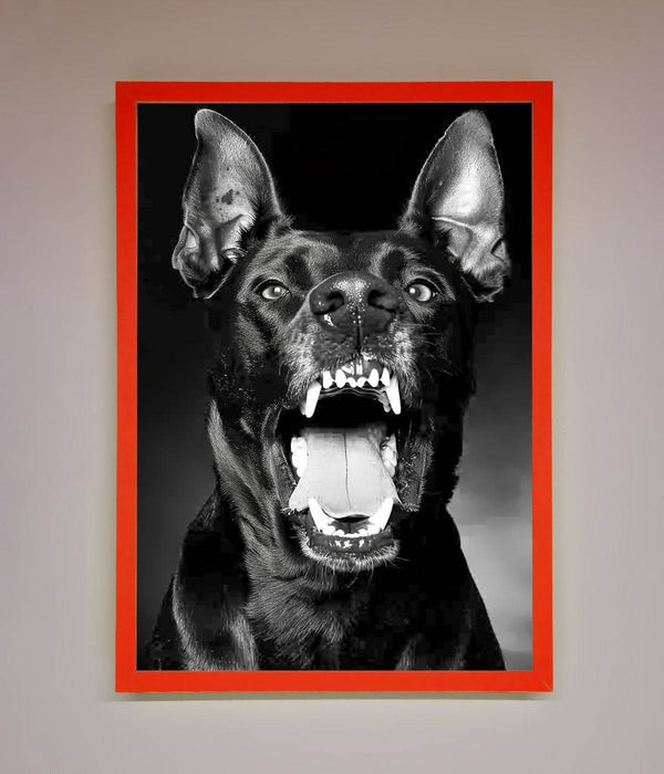 Angry Doberman Dog Framed Wall Art - Hi Society