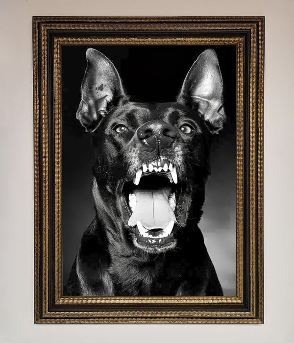Angry Doberman Dog Framed Wall Art - Hi Society