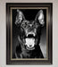 Angry Doberman Dog Framed Wall Art - Hi Society
