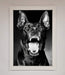 Angry Doberman Dog Framed Wall Art - Hi Society
