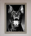 Angry Doberman Dog Framed Wall Art - Hi Society